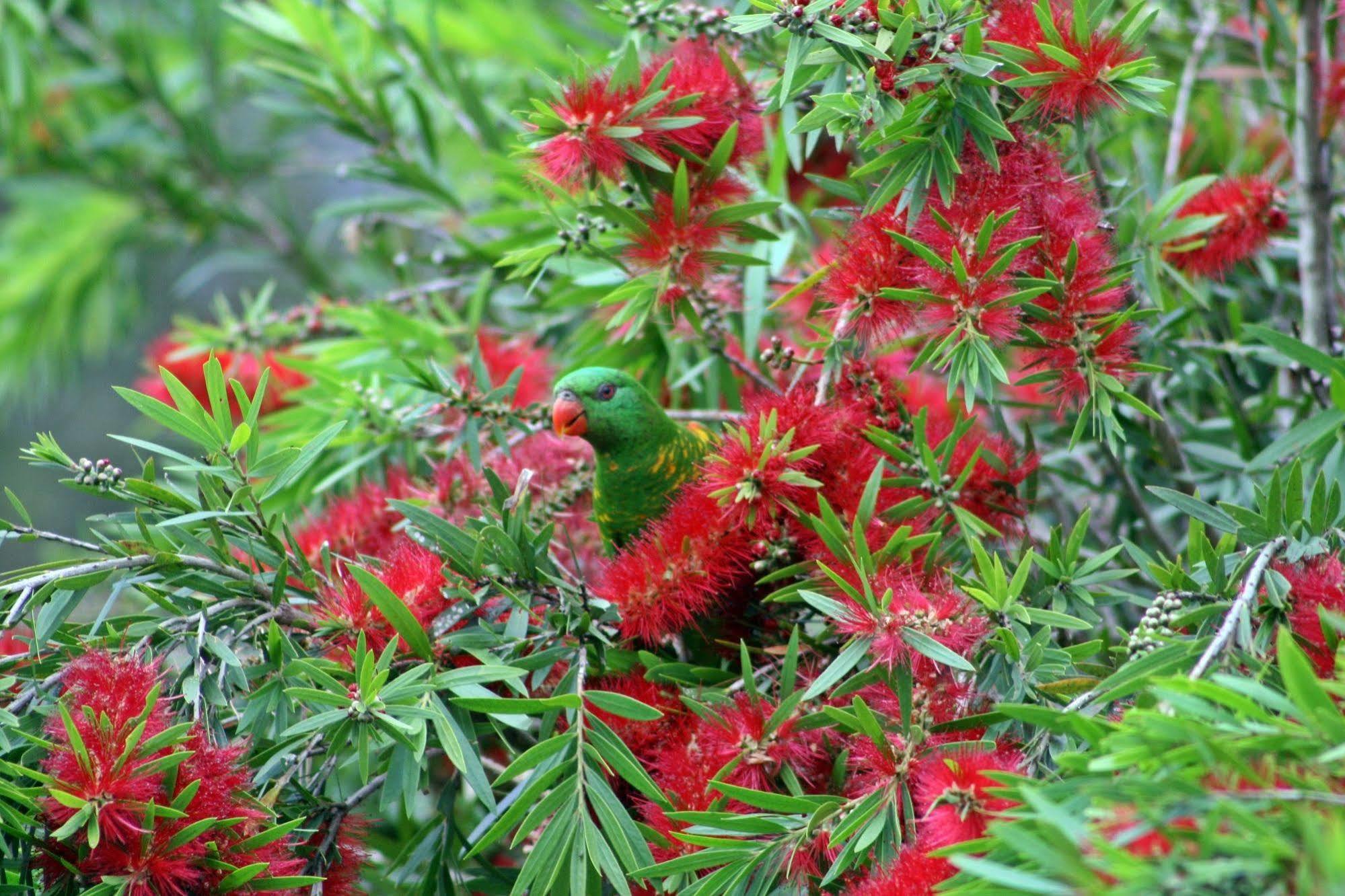 Bottlebrush B & B Maryborough Exterior foto